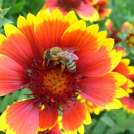 Вілла Tourist Farm Pri Martinovih Krska Vas Екстер'єр фото